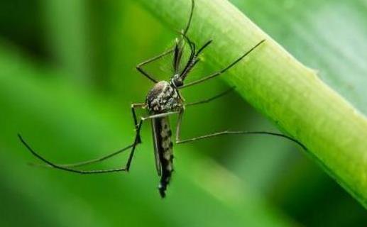 夏季如何幫寶寶遠離蚊蟲叮咬?教你8個方法,誰用誰受益