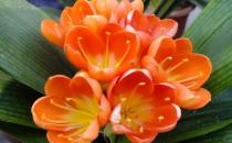 ?君子蘭想養(yǎng)得好的注意事項盤點 都做到不信養(yǎng)不好