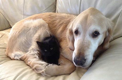 貓狗一起養的幾大好處,鏟屎官都懂,可就是花費太大了!