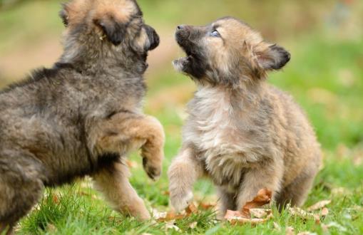 狗狗并不總是想喜歡被撫摸,在這三個場合,碰一下它都會發怒!