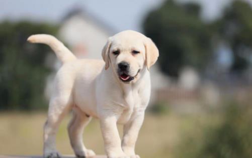 鏟屎官沒有留意到的小細(xì)節(jié)，讓狗狗倍感難受的同時，還容