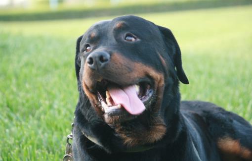 鏟屎官沒有留意到的小細(xì)節(jié)，讓狗狗倍感難受的同時，還容