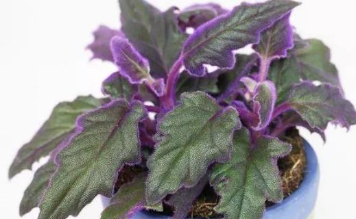 種浪漫的紫色盆栽觀賞植物,葉片比花朵還要好看
