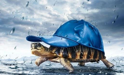 烏龜還有這樣幾個冷知識，你聽說過嗎