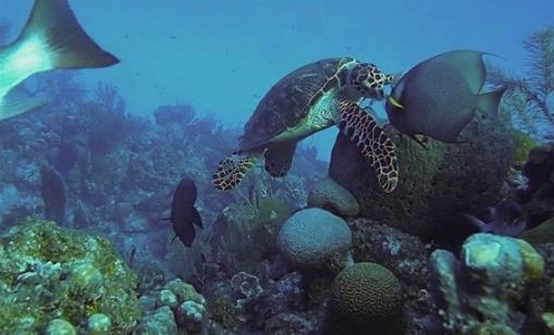 烏龜還有這樣幾個冷知識，你聽說過嗎