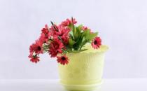 ?養(yǎng)花時花盆大小和深淺的選擇 教你在養(yǎng)花路上少走彎