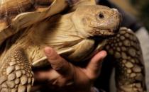 烏龜竟然有這樣的冷知識 關于烏龜的科學知識大科普