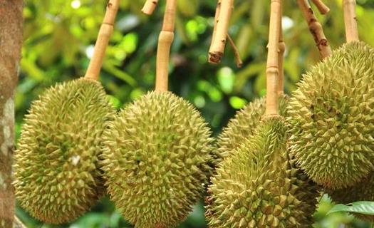 榴蓮的補養和保健作用 榴蓮做菜也可以