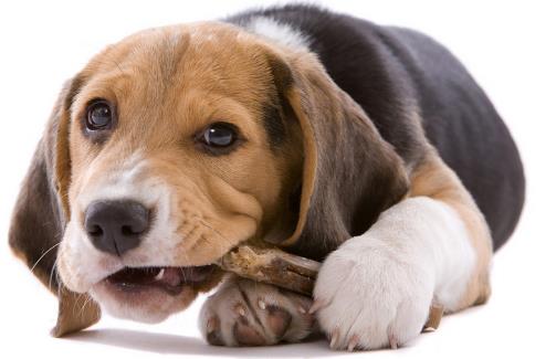 如何訓狗？訓練狗狗需要正確的方法和耐心