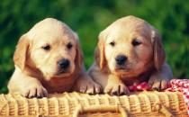 教你如何訓練你的愛寵 訓練狗狗需正確的方法和耐心