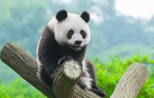 素食動物恐怖吃肉記 素食動物本質太弱而吃不肉