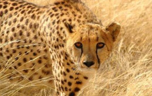 素食動物恐怖吃肉記 素食動物本質太弱而吃不肉