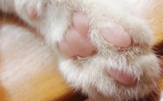 扒一扒貓爪的小秘密 殺機藏在肉墊里