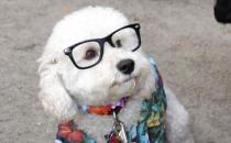 狗狗的視力是否足夠晚上看東西 狗眼色區揭秘