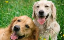 夏天狗狗是否能吃西瓜 科學喂養讓狗主子健康度夏