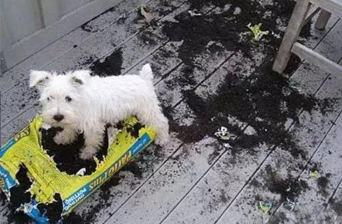 只有鏟屎官才了解的快樂 容易躺槍的養狗錯誤觀念