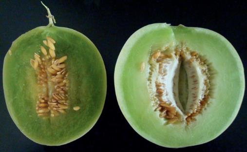 雜交與轉基因的區別 轉基因食品鑒別小妙招