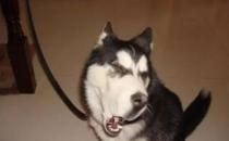 只有鏟屎官才了解的快樂 容易躺槍的養狗錯誤觀念