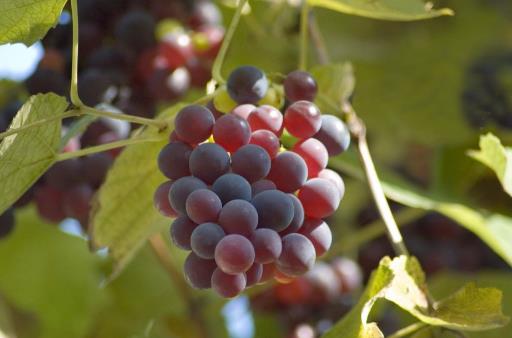 葡萄搭配其它水果做成綜合果汁，風味更獨特