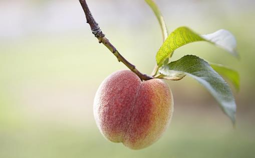 “果中皇后”營養又美味,還能降壓抗疲勞