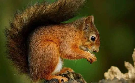 松鼠模仿其他動(dòng)物甚至人類(lèi) 松鼠吸引人的地方