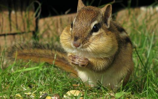 松鼠模仿其他動(dòng)物甚至人類(lèi) 松鼠吸引人的地方