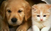 貓未必比狗聰明 貓表示智商測試跟我沒關系