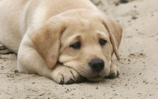 狗狗經(jīng)常嘆氣是否是因心情不好 不要忽視狗狗的嘆氣