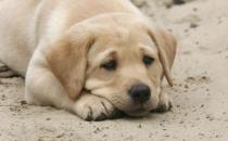 狗狗經常嘆氣是否是因心情不好 不要忽視狗狗的嘆氣