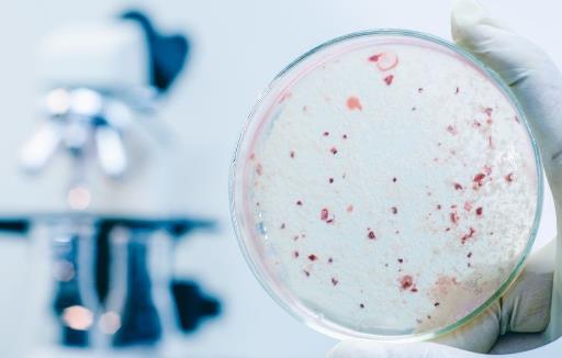 益生菌或解開長壽密碼 補充益生菌可長壽