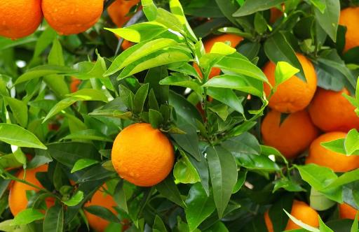 橘子全身都是寶，運(yùn)脾祛濕效果好！