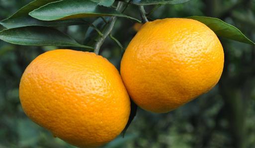 橘子全身都是寶，運(yùn)脾祛濕效果好！