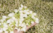 桂花能養精神面生光華  能美容的花卉食譜