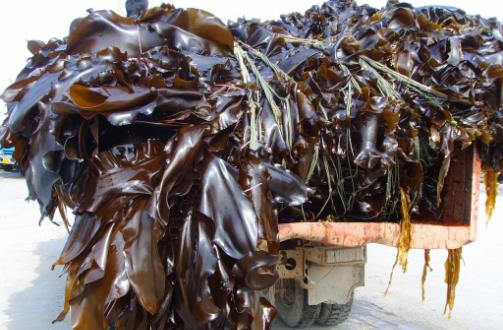 常吃海帶好處多通腸潤(rùn)便有助減肥 但若吃錯(cuò)反傷身