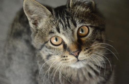 貍花貓會自己挑選主人 貍花貓幼貓成貓喂養指南