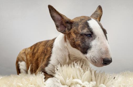 不要這樣養狗，狗狗老去的速度，鏟屎官再也追不上了