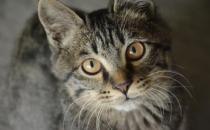 貍花貓會自己挑選主人 貍花貓幼貓成貓喂養指南