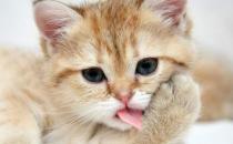 貓咪年算多大才算是長大成貓 貓咪日常喂養注意事項