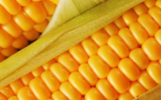 想要健康長壽 看看長壽老人們都愛吃的食物