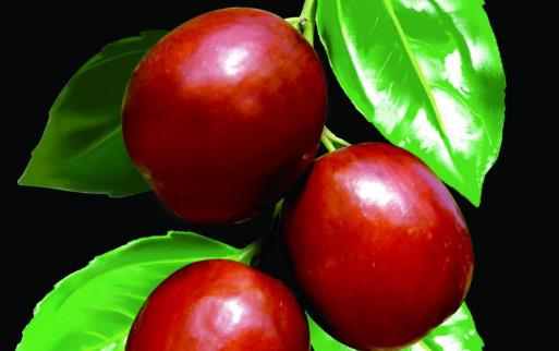 五谷加大棗勝過靈芝草 紅棗宜于夏季滋補