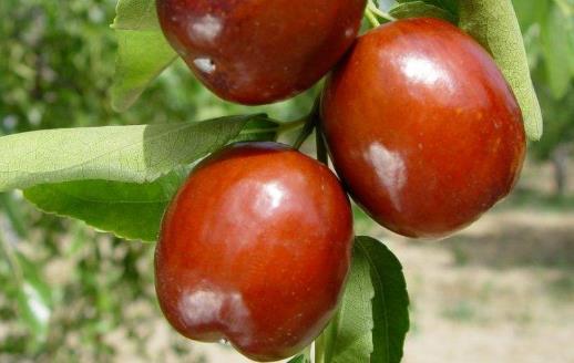 五谷加大棗勝過靈芝草 紅棗宜于夏季滋補