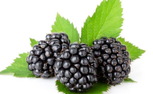 補腎當(dāng)然是食療補腎最安全 常見的滋陰補腎食物