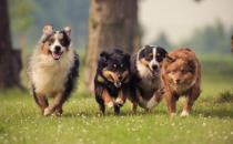 帶寵物出國全攻略 攜寵離境至少提前一周進行檢疫