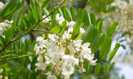 花卉入菜既美味又養生 介紹幾款清新的花卉美食