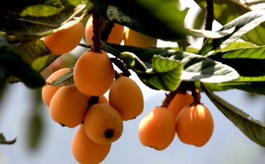 寒初榮橘柚夏首薦枇杷 枇杷的功效與作用