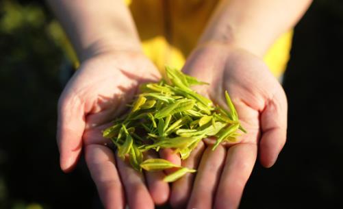 綠茶和紅茶哪個更有益身體