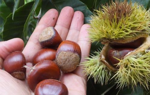 板栗怎么去皮 原來竅門在這里