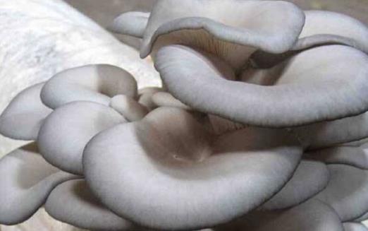 老人的飲食要選擇 適合老人吃的八種營養(yǎng)食物