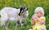 羊奶的營養價值 滋陰養胃補益腎臟