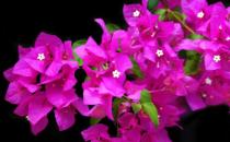 ?花卉的養(yǎng)殖注意事項 根據(jù)家居風(fēng)水不同養(yǎng)殖不同的花卉